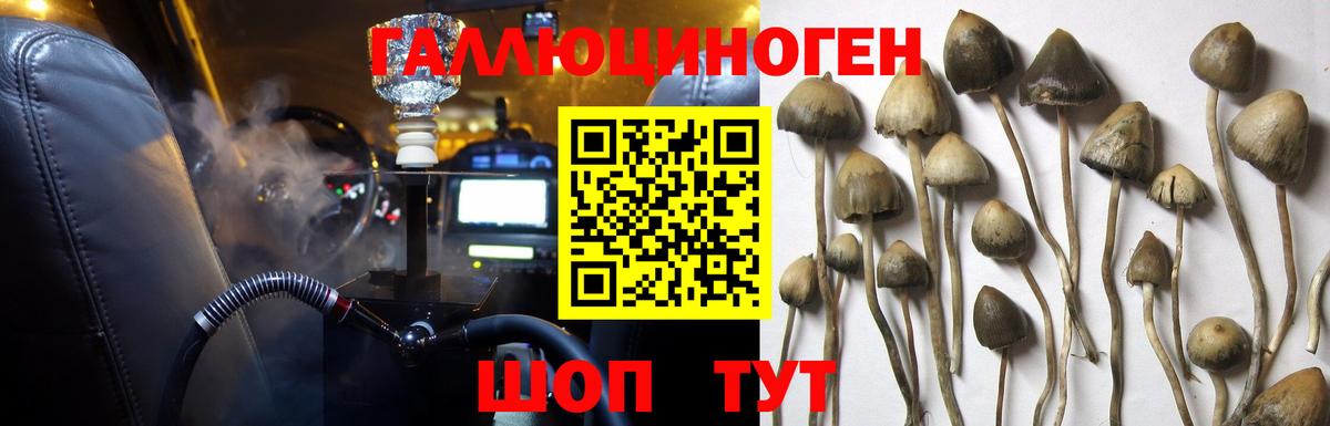 Орск  наркотики  Вход с VPN  Галлюциногенные грибы Psilocybe 